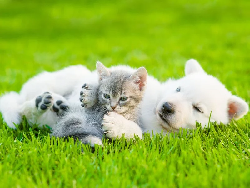 Artificial turf for dogs - Go Turf Artificial Grass & Pavers
