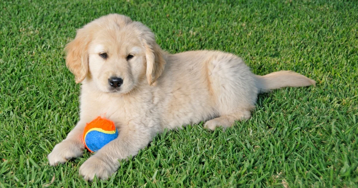 best turf for dogs — featured image