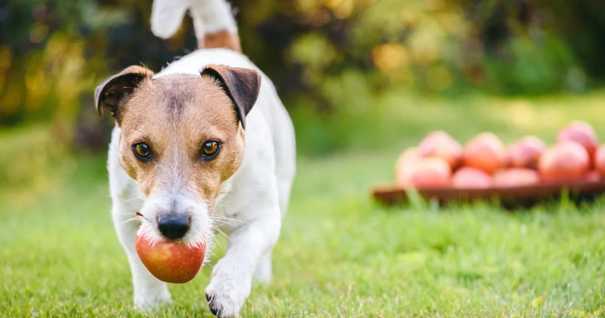 best turf for dogs — supporting image 2