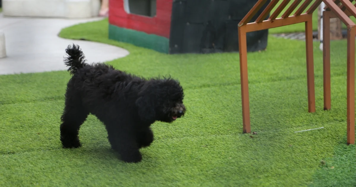 best turf for dogs — supporting image 1