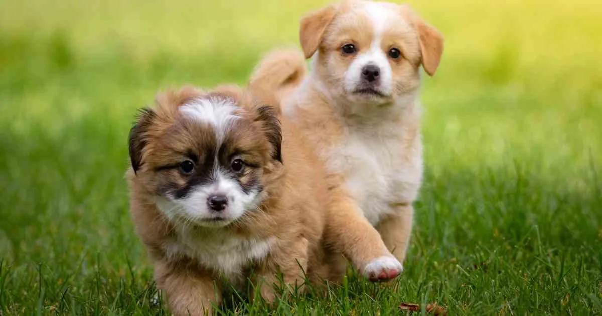 dog friendly turf — supporting image 2