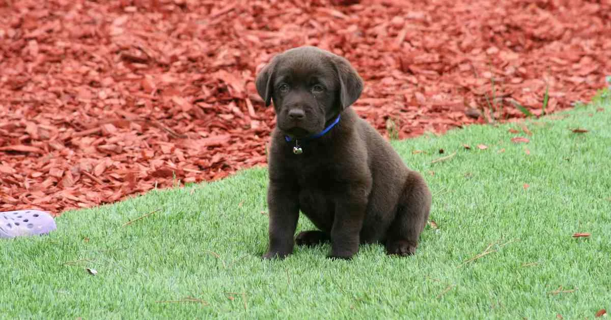 dog friendly turf — featured image