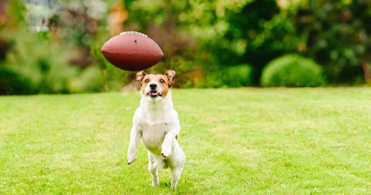 dog friendly turf — supporting image 1