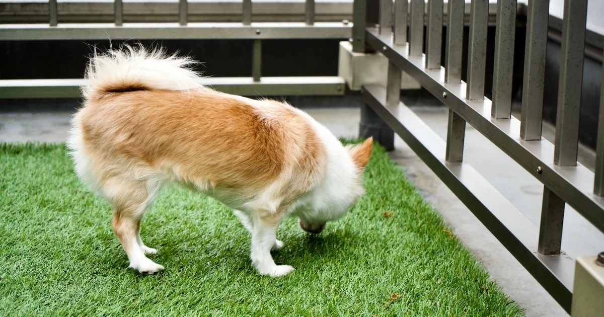 faux grass for dogs — supporting image 1