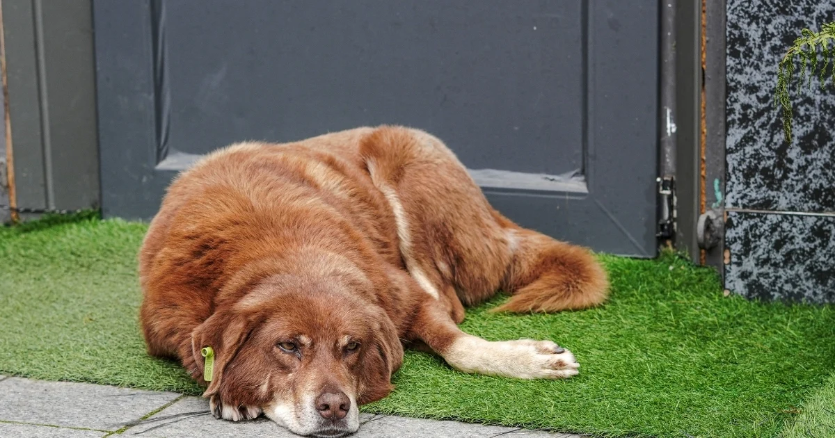 faux grass for dogs — supporting image 2