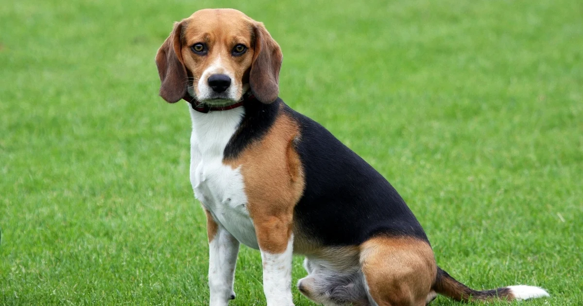 faux grass for dogs — featured image