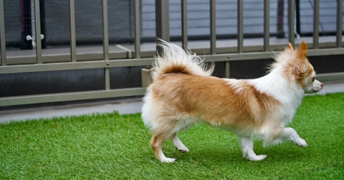 dog run for backyard — supporting image 2