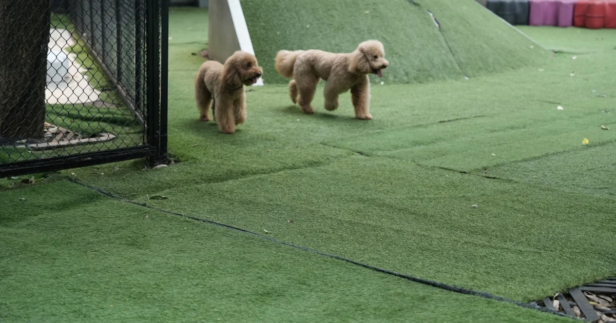 dog run for backyard — supporting image 1
