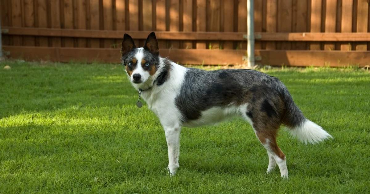 dog run for backyard — featured image