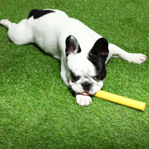 Dog Turf