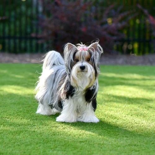 Fake Grass for Dogs