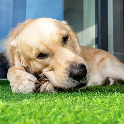 A dog laying on pet turf chewing a bone