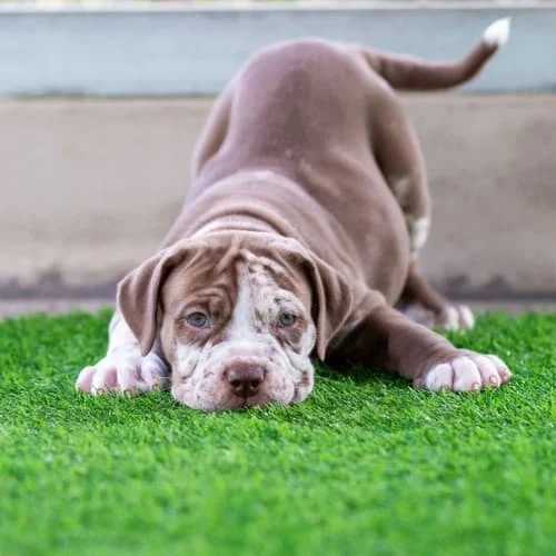 A dog playing on synthetic grass for dogs the backyard of a home in Orange County CA